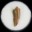 Large Raptor Tooth From Morocco - #7425-1